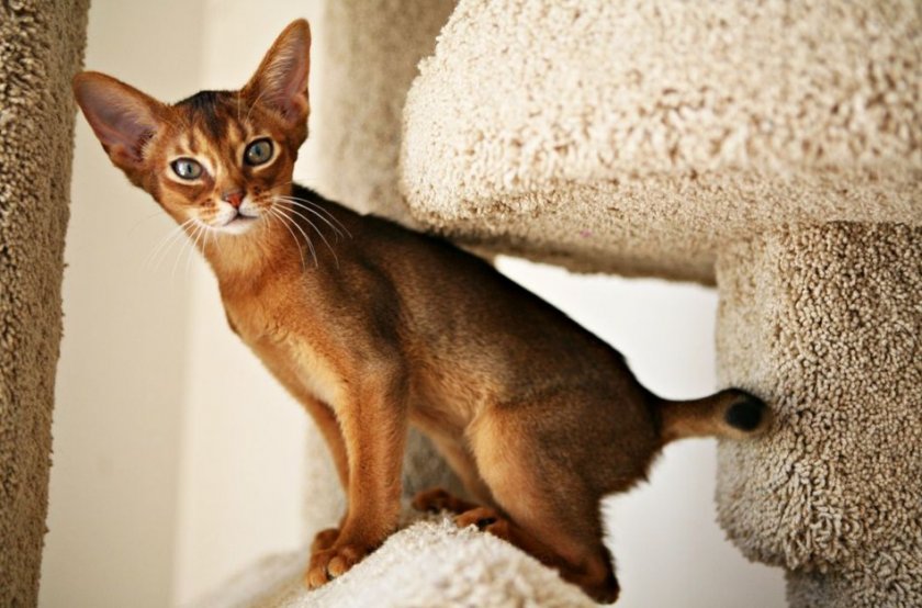 Абиссинская кошка