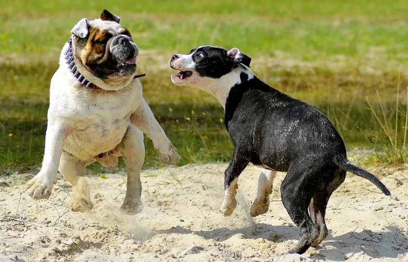 Собачья драка