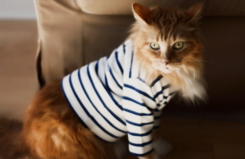 Кошка в одежде Кошка в одежде