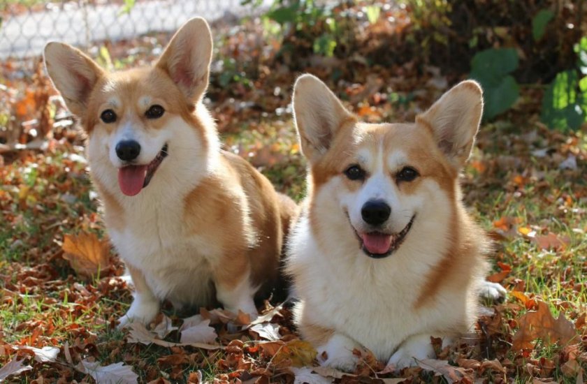 Вельш-корги