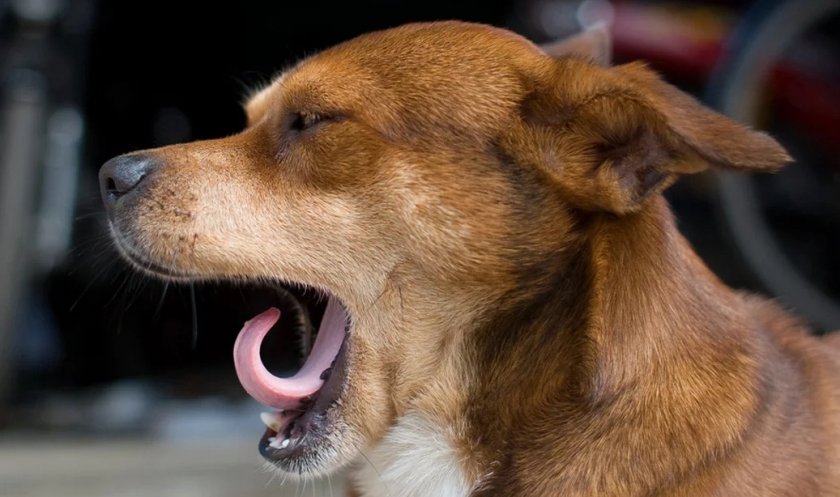 Зевота Зевота