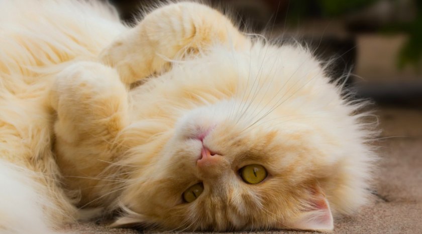 Кошка Кошка