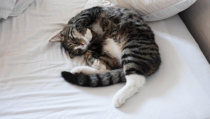 Кошка спит на кровати