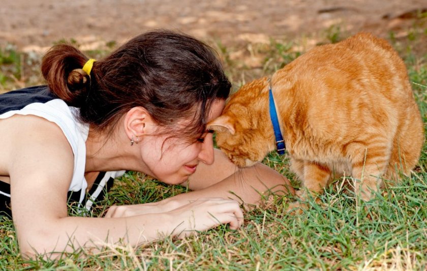 Бодание с кошкой