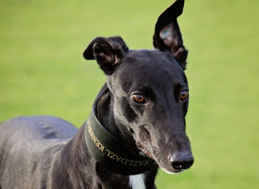 Австралийская Борзая