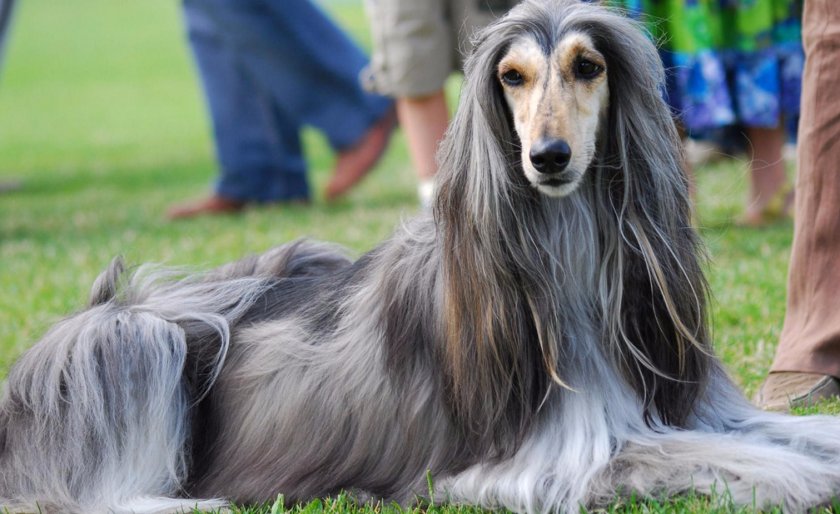 Афганская Борзая
