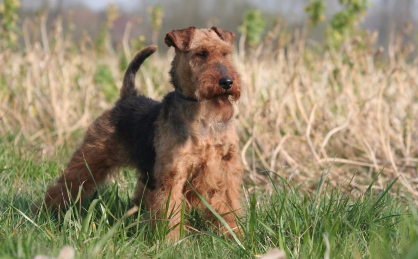 Вельштерьер