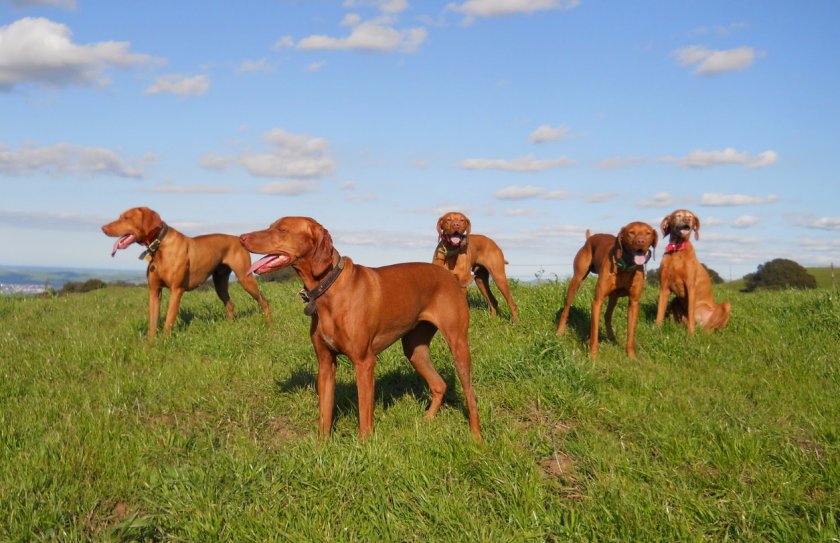 Венгерская выжла
