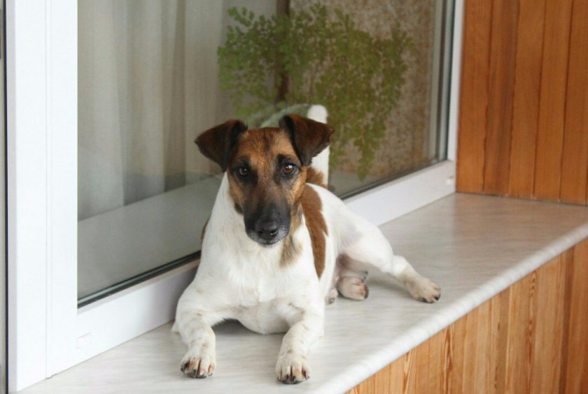 Гладкошерстный фокстерьер