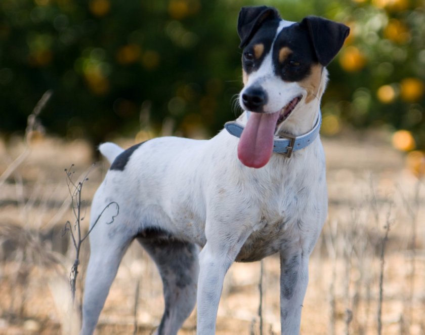 Гладкошерстный фокстерьер