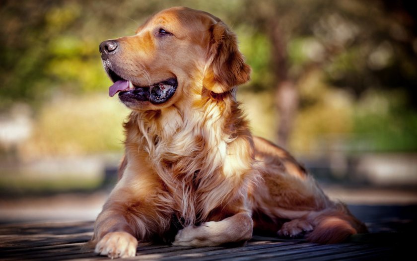 Золотистый ретривер