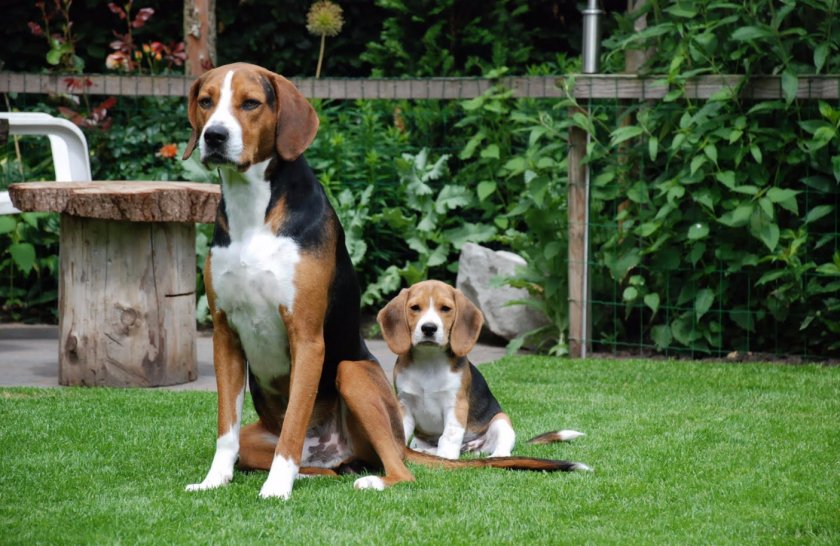 Гончая Гамильтона