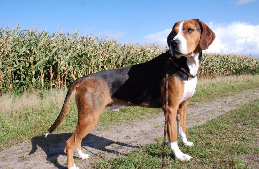 Гончая Гамильтона