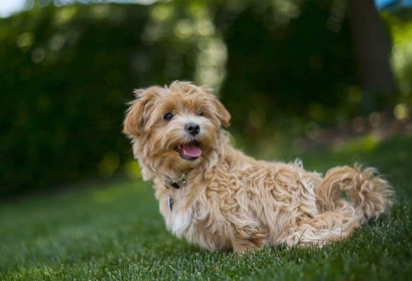 Мальтипу Мальтипу