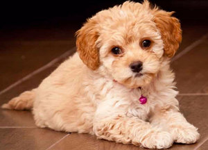 Мальтипу Мальтипу