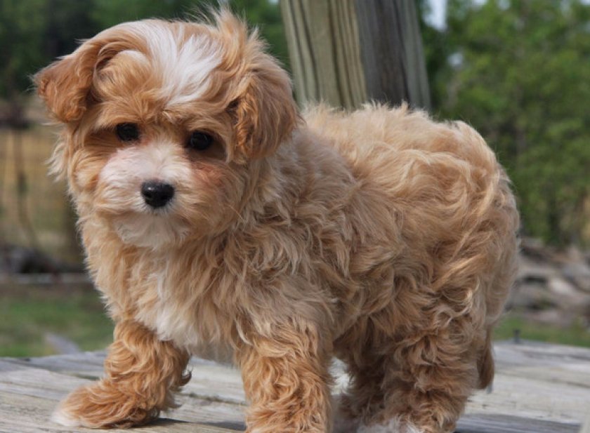 Мальтипу Мальтипу