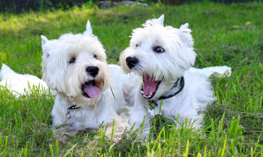 Вест хайленд терьер