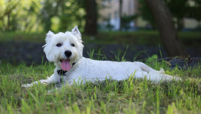 Вест хайленд терьер Вест хайленд терьер