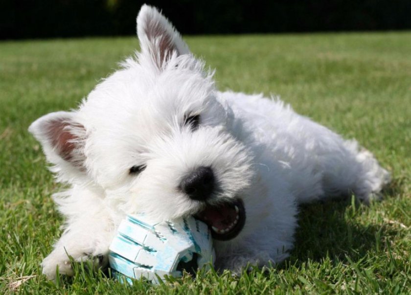 Вест хайленд терьер Вест хайленд терьер