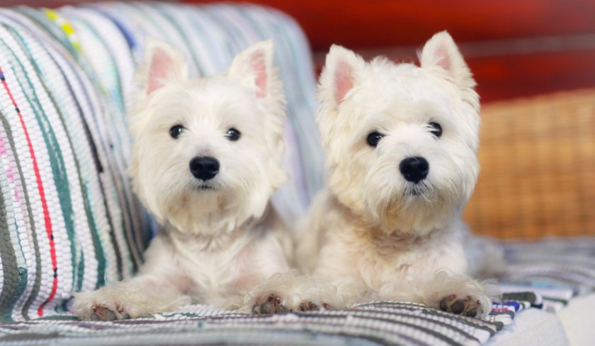 Вест хайленд терьер Вест хайленд терьер