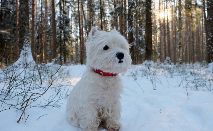 Вест хайленд терьер