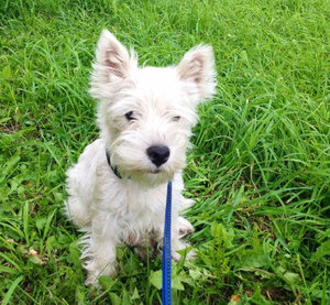 Вест хайленд терьер