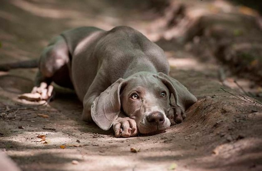 Веймаранер