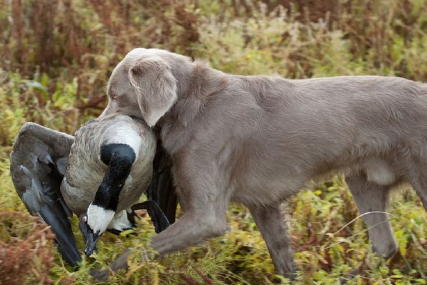 Веймаранер
