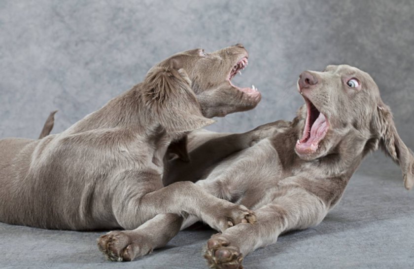 Прямошерстный Прямошерстный