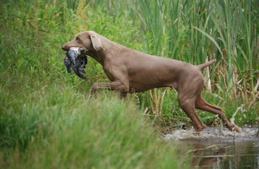 Веймаранер