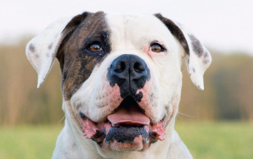 Американский бульдог