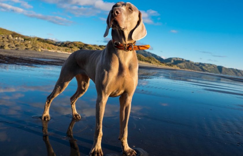 Веймаранер Веймаранер