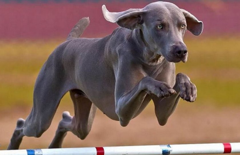 Веймаранер