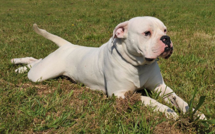 Американский бульдог