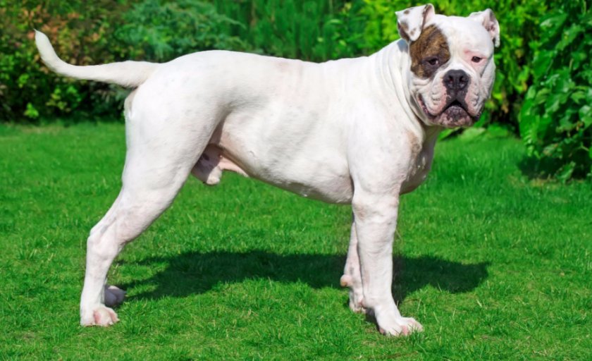 Американский бульдог
