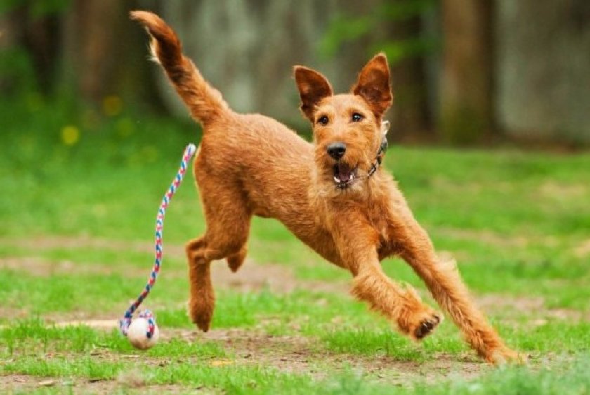 Ирландский терьер