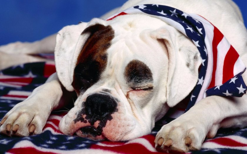 Американский бульдог