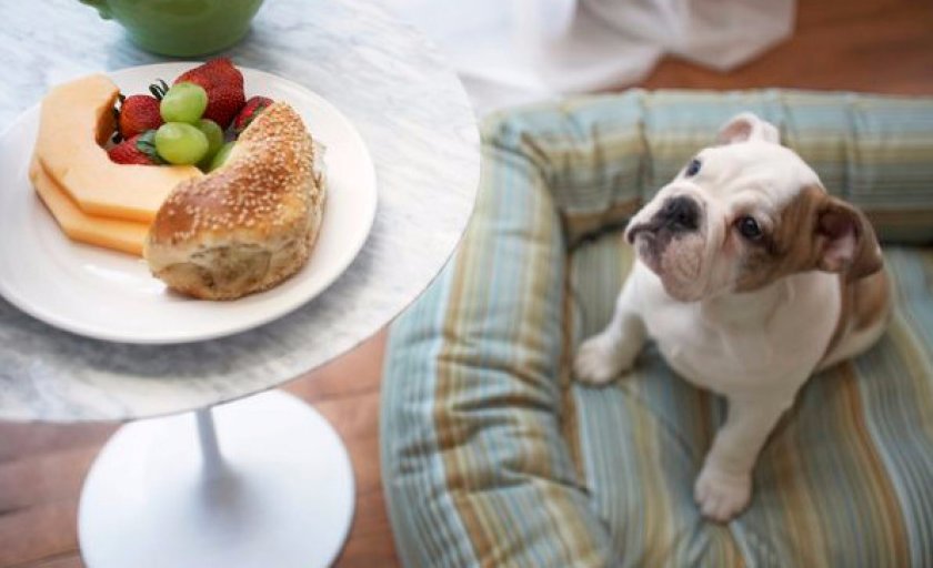 Американский бульдог Американский бульдог