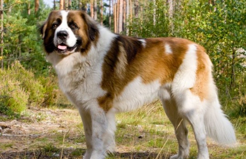 Московская сторожевая