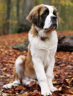 Московская сторожевая