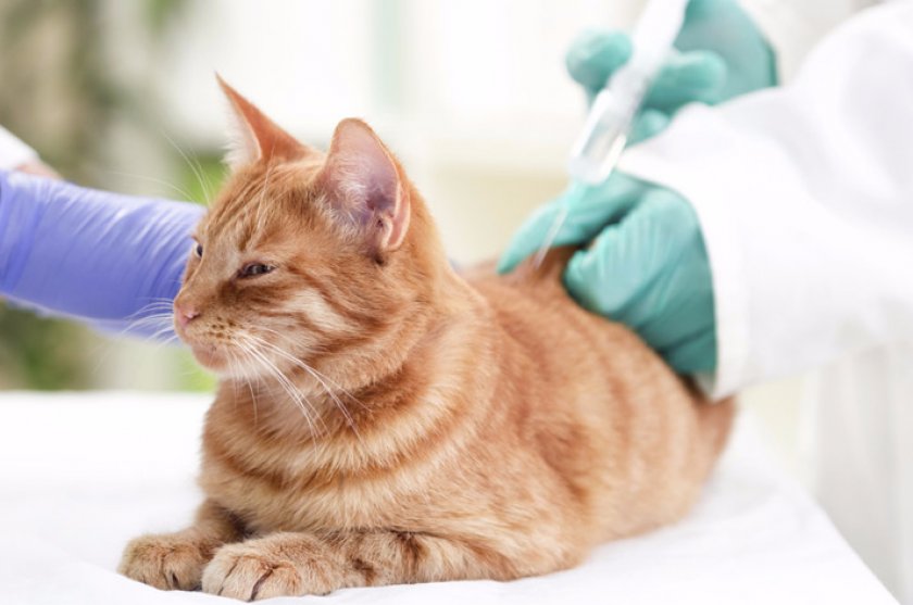 Инїекция Инїекция