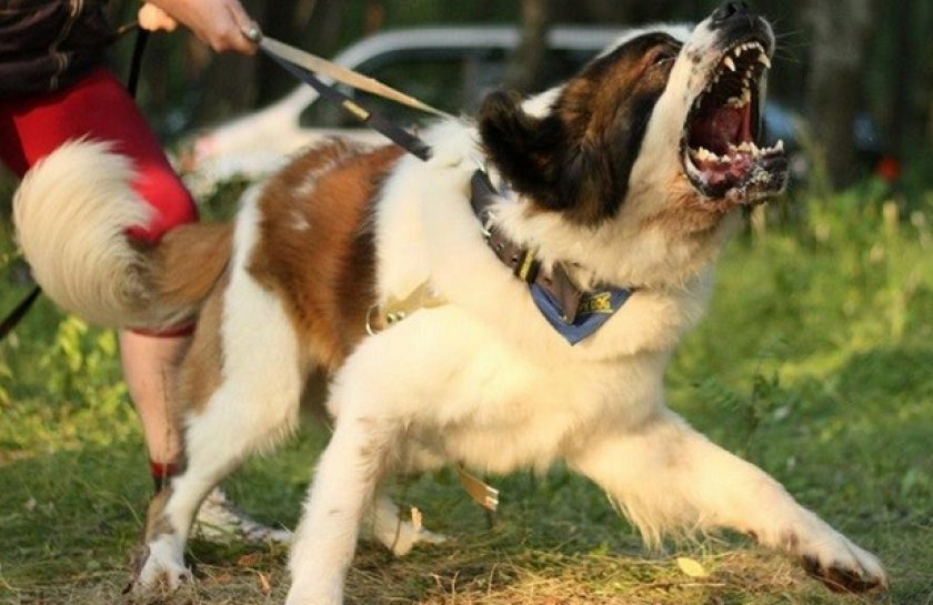 Дрессировка