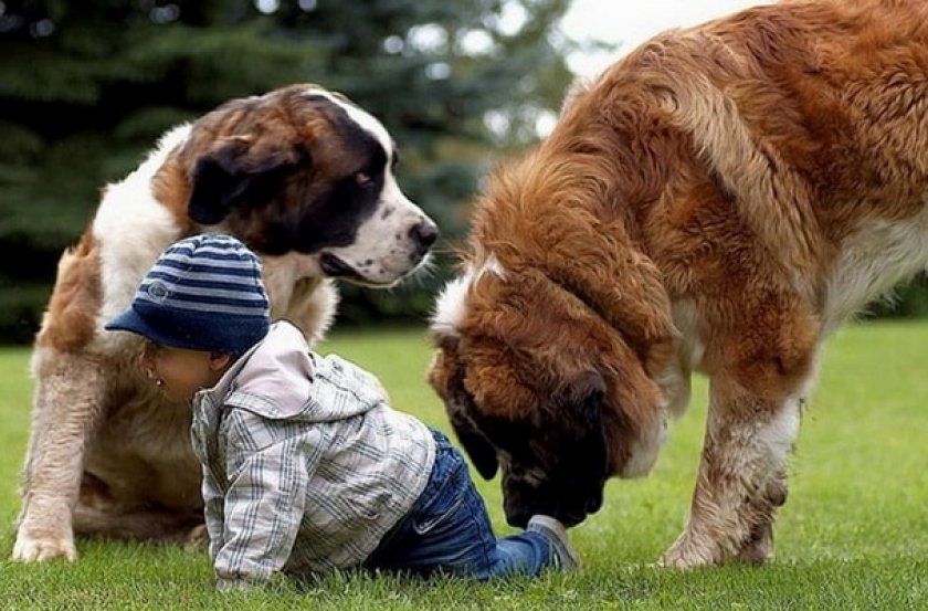 Московская сторожевая