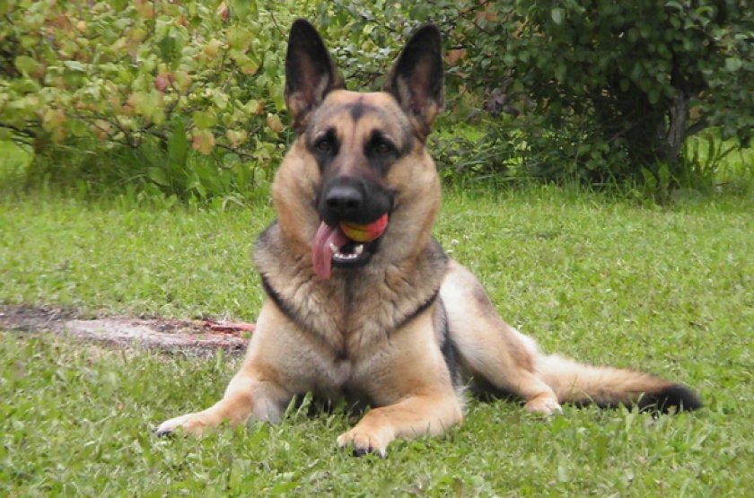 Восточноевропейская овчарка