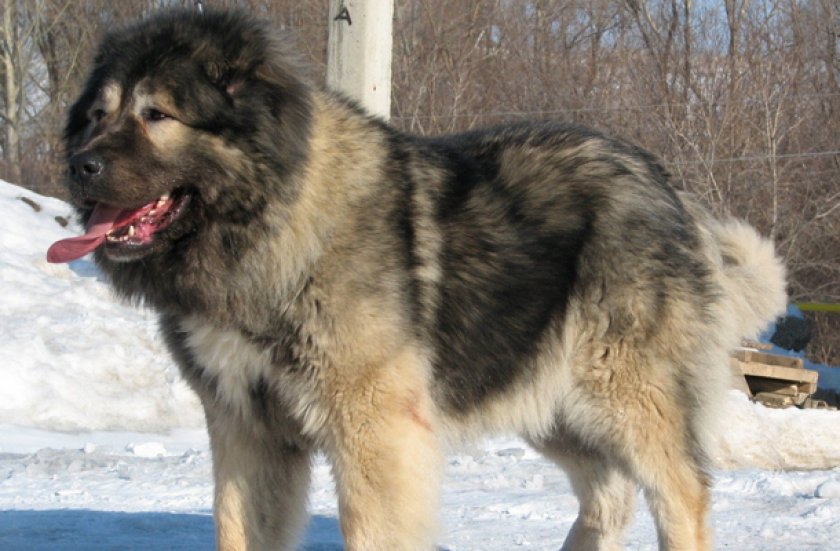 Кавказская овчарка