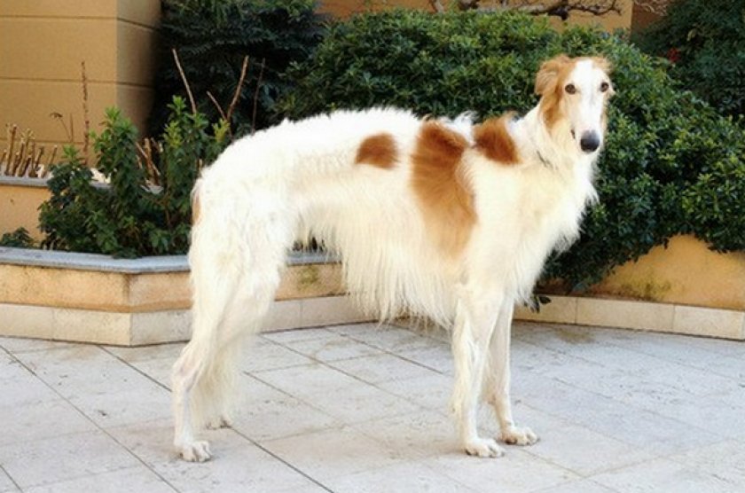 Русская псовая борзая