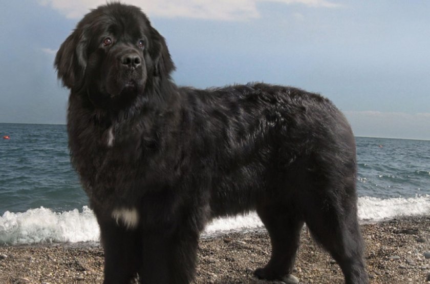 Ньюфаундленд