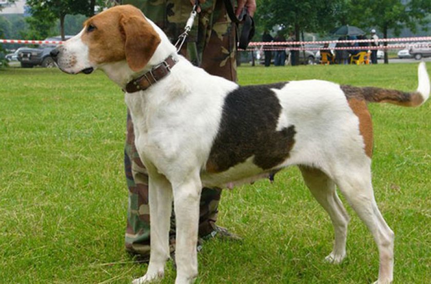 Русская пегая гончая