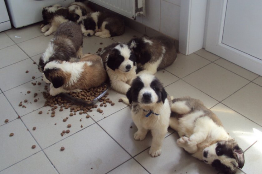 Питание щенков