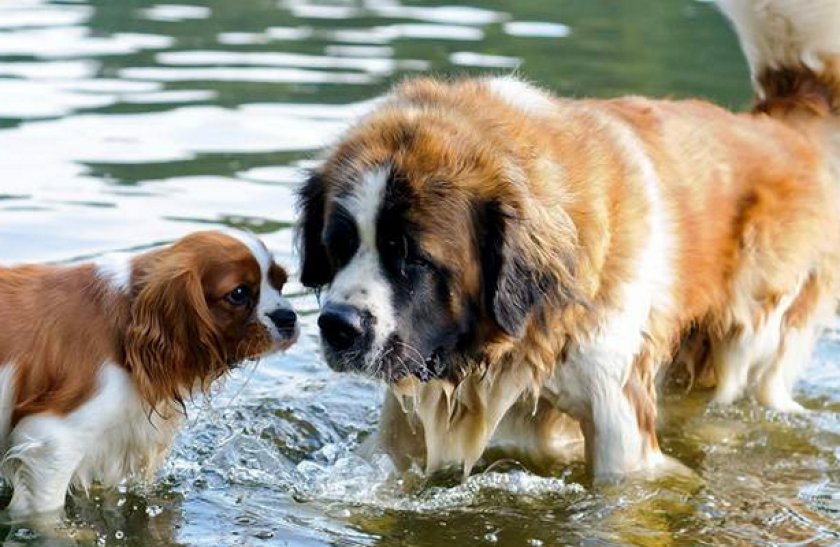 Московская сторожевая